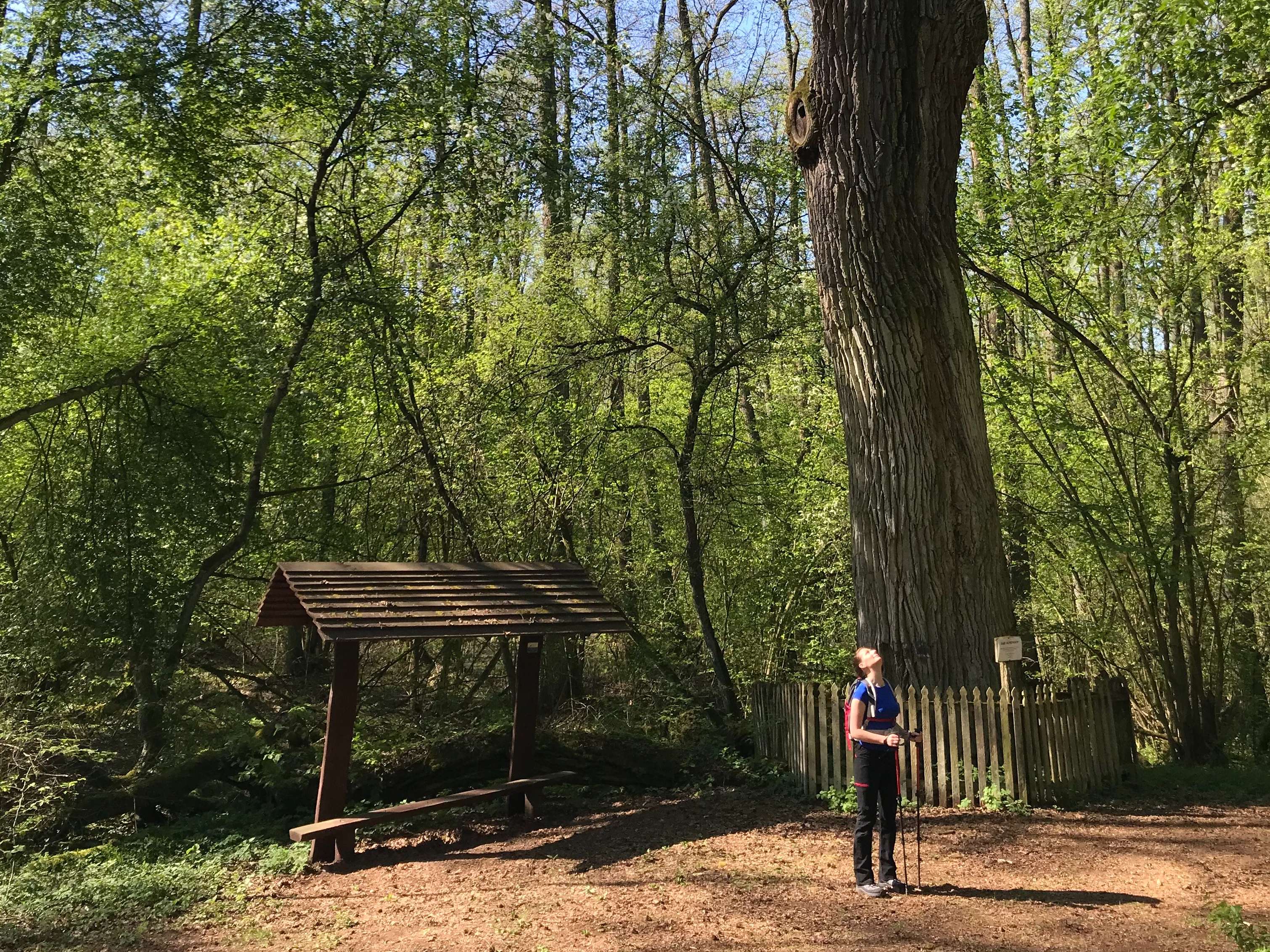 Kampinos Thru-Hike, 50 km w 12 h